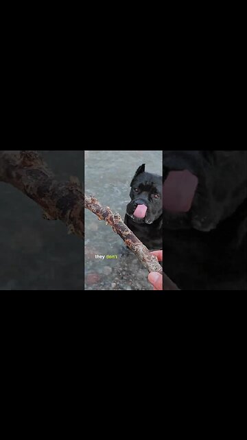 Those who own dogs know.... #shorts #pets #dog