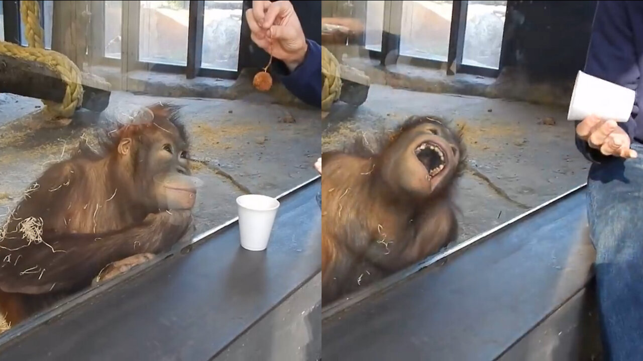 Monkey reaction when he sees a magic trick