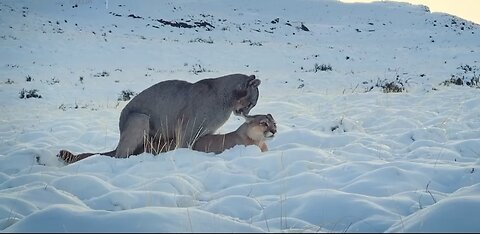 Mountain lions 👀👀