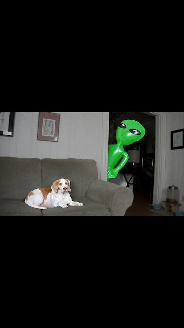 Funniest Dog videos compilation 🤣 will make you LOL | FUNNY DOG Videos