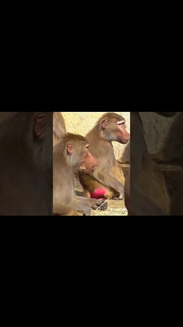 #monkeys , #alltimebest ,Monkey Business #youtubeshorts