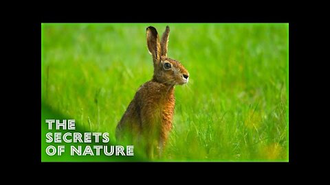 Springtime Stories The Secrets of Nature