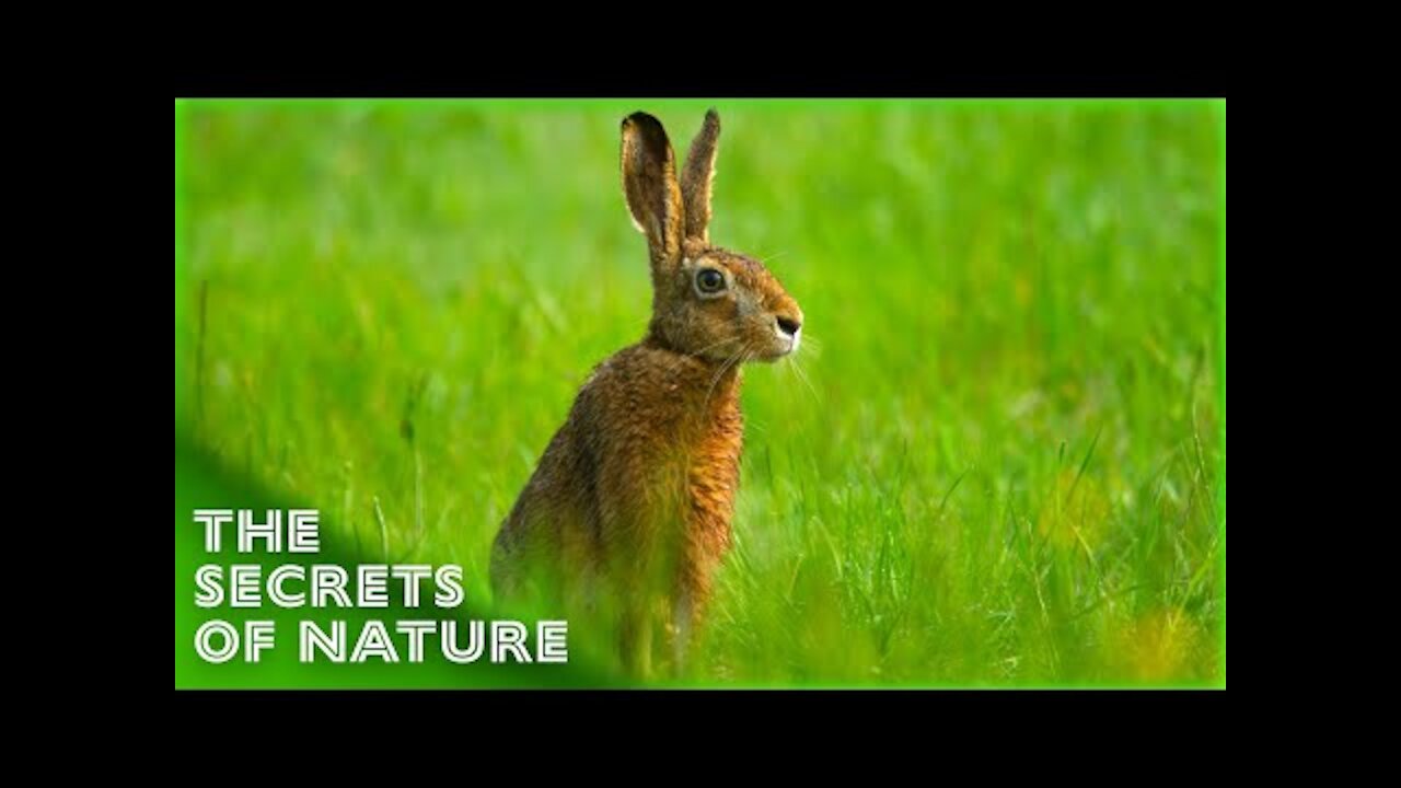 Springtime Stories The Secrets of Nature