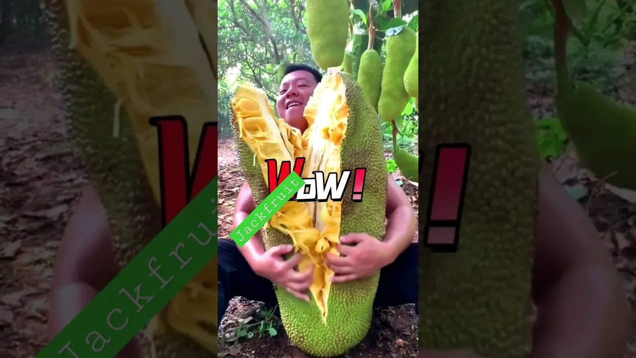 #shorts Amazing Jackfruit Harvesting! #Bonsai #Landscape #penjing #Agriculture #Gardening#Gardener