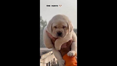 growth of labrodar dog