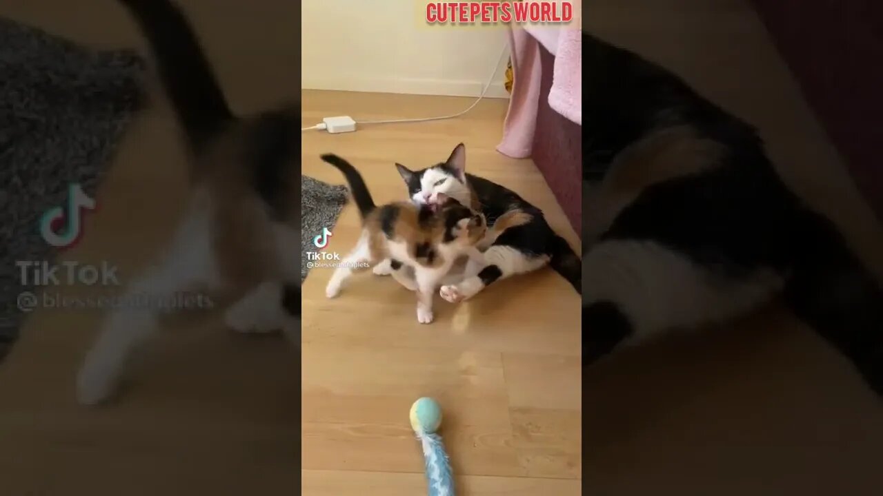 Cute and funny cat videos/#kitten #cat #kitty #funny kitten #funnycat #trending #shorts #tiktok (4)