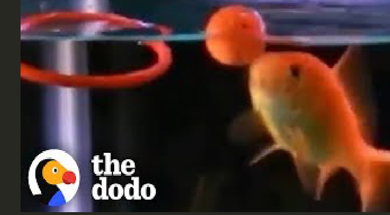 Fish Can Learn To Do Tricks | The Dodo