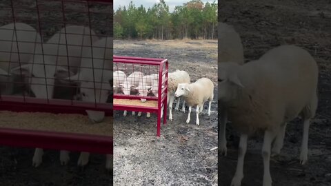 A little snack for the 🐑