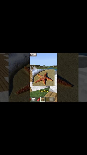 Star fish Jumping Wall to Wall? #shorts #funny