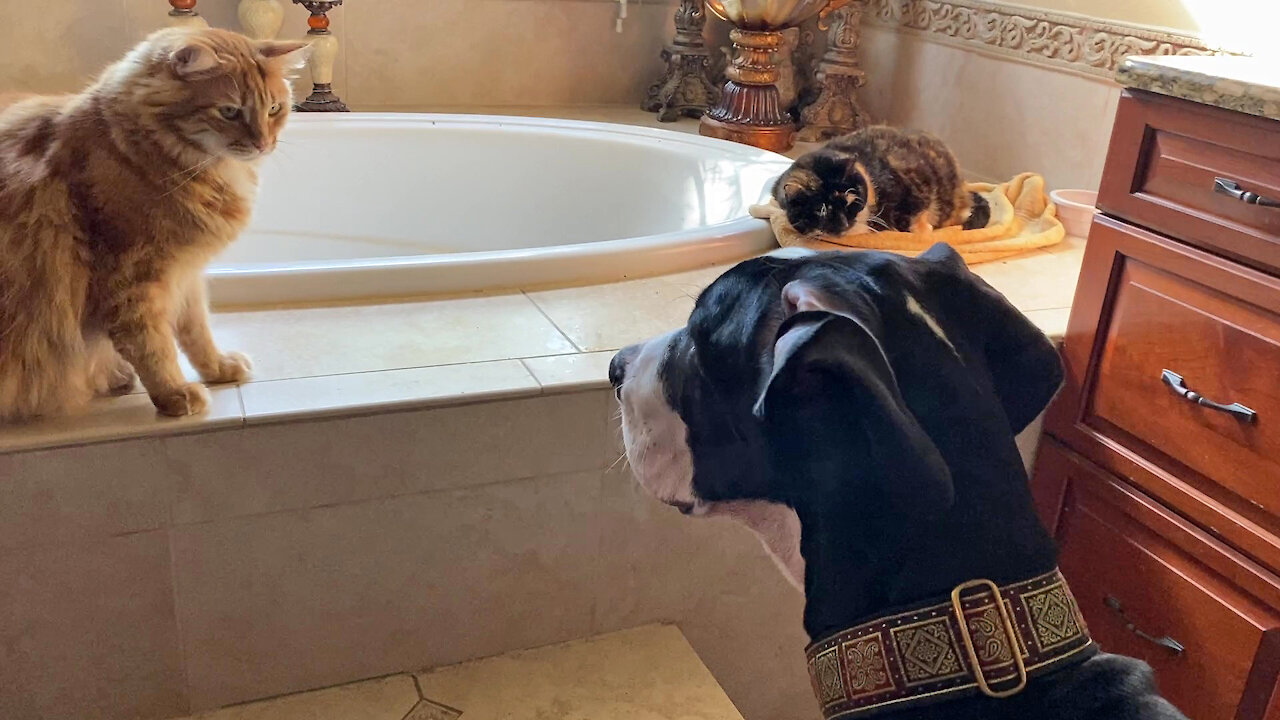 Talkative Great Dane Puppy Plays Gently With The Cats & Still Gets A Swat