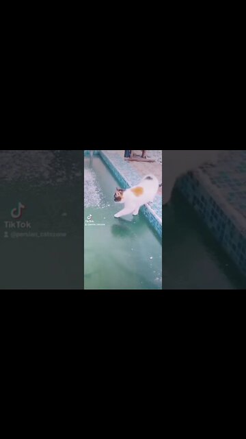 Subscribe | PersianCatsZone 😸 for More | Cats Videos #tiktokcats #catslover #youtubeshorts