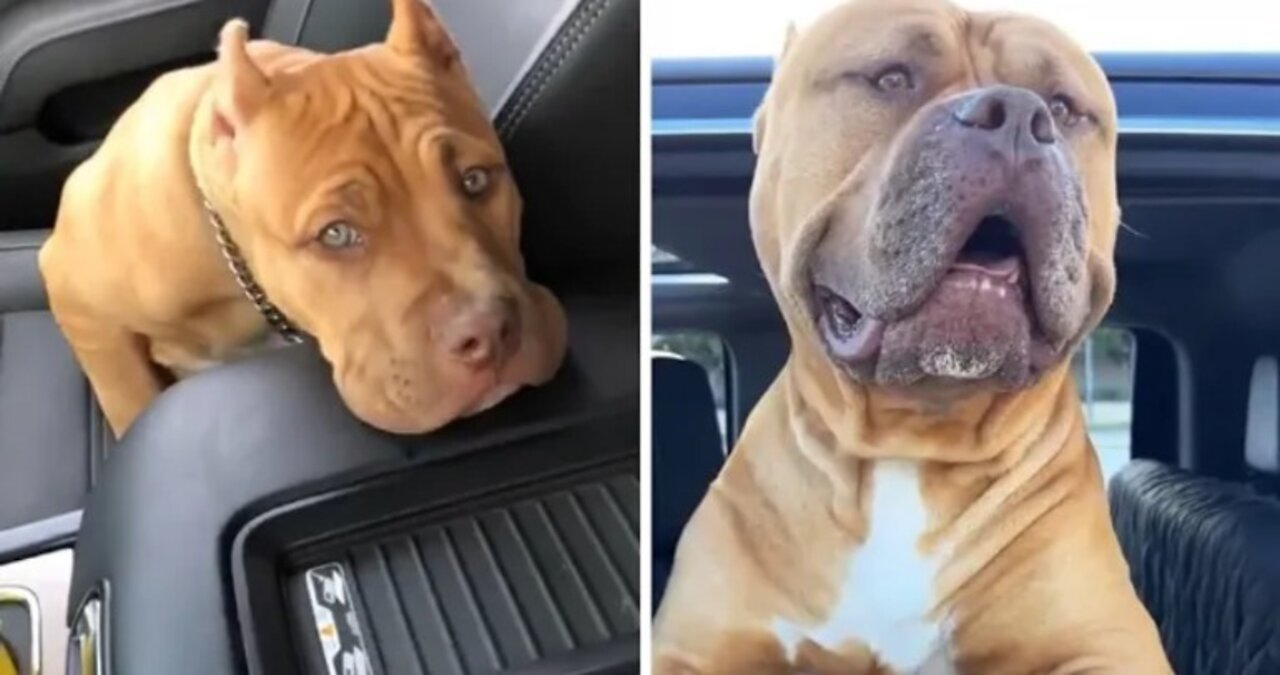 Pit Bull puppy has massive transformation in 4 years