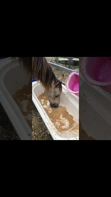 Arthur the rescue horse food catcher :)