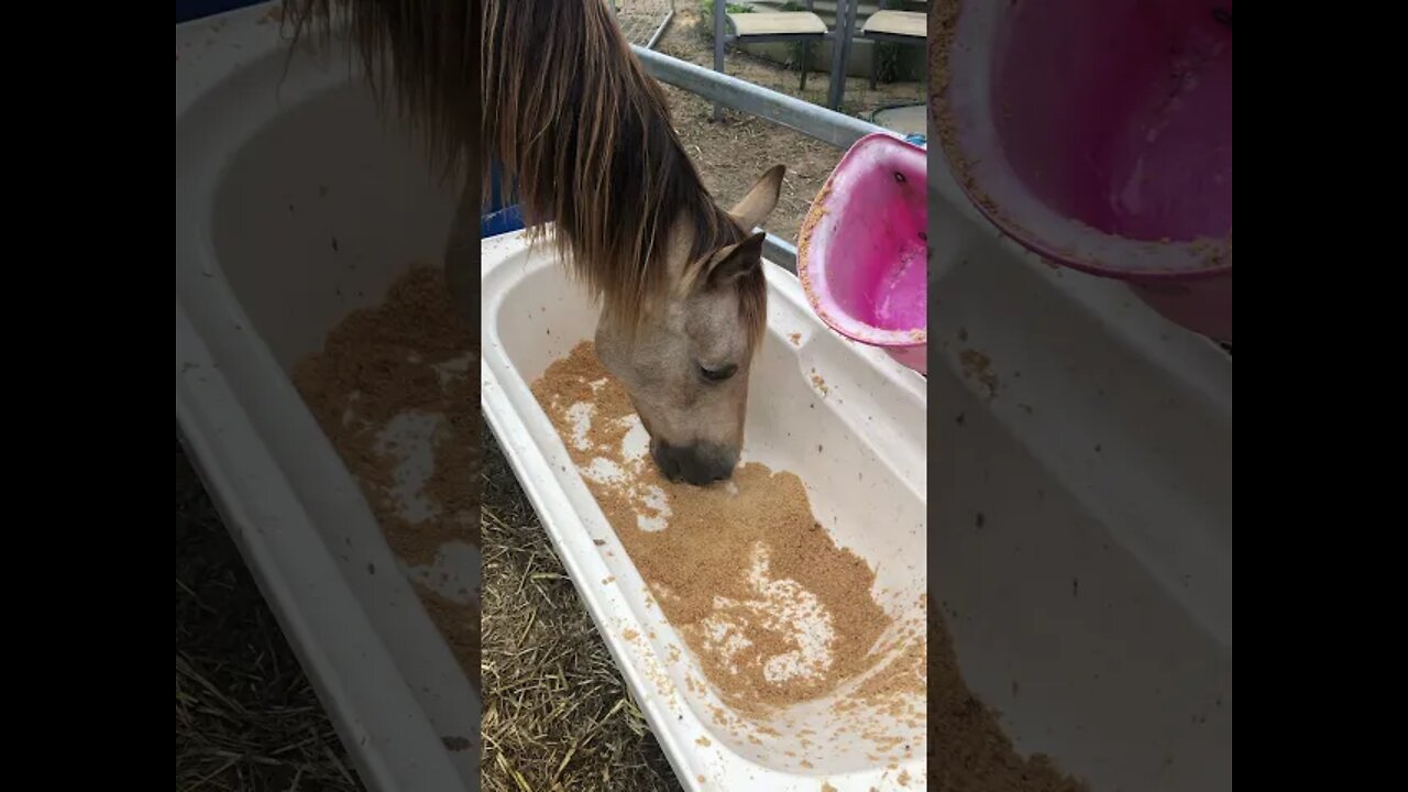 Arthur the rescue horse food catcher :)