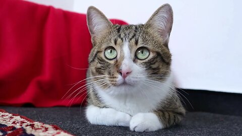 A Quiet Cute Cat Loaf Sits on the Floor