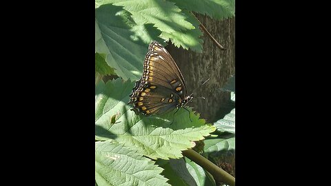 SWALLOWTAIL BUTTERFLIES From Petunia