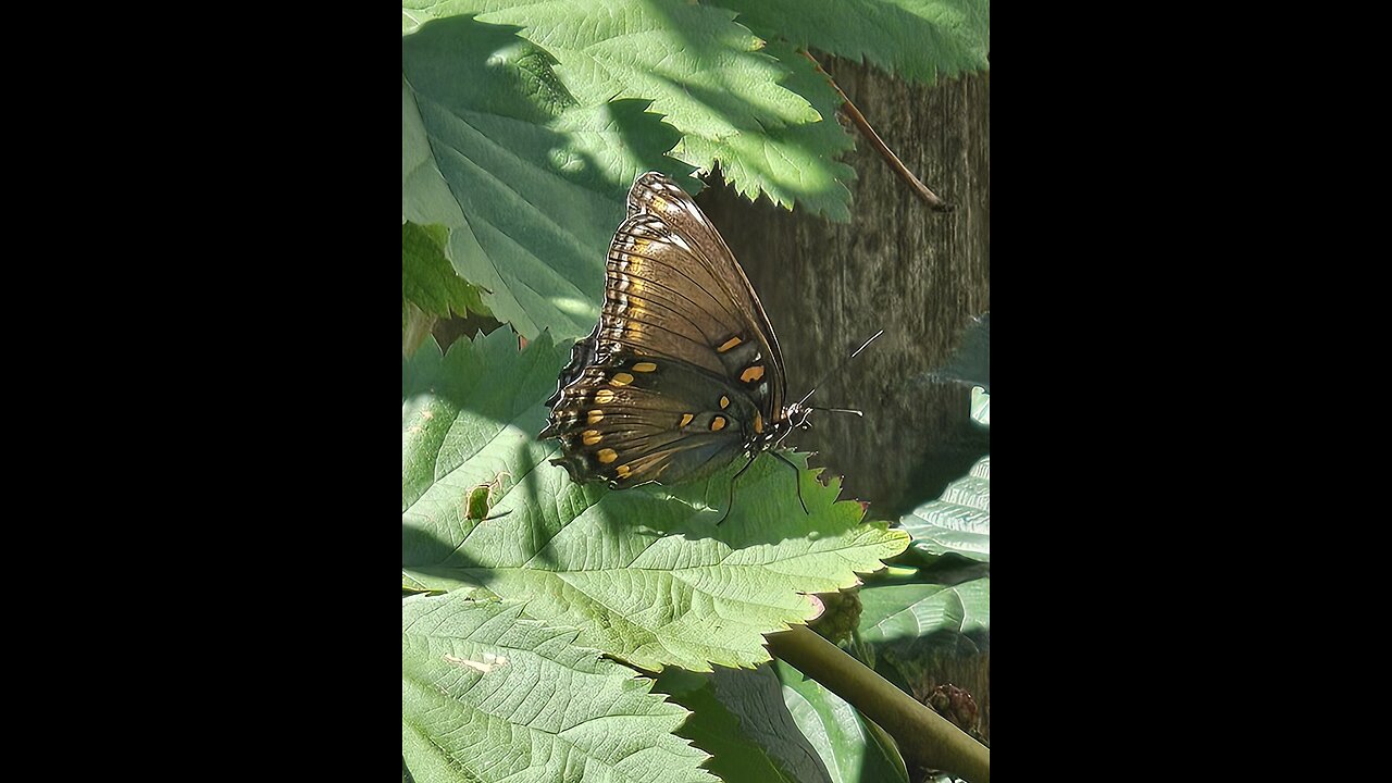 SWALLOWTAIL BUTTERFLIES From Petunia