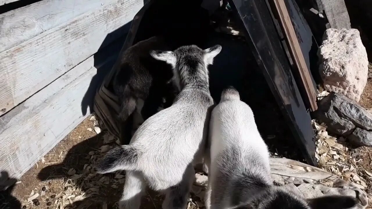 nothing but baby goats playing