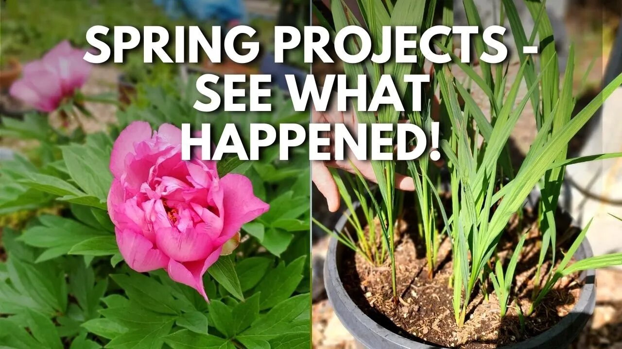 Garden Project Updates from Spring - Mums, Itoh Peonies, and Crocosmia 😮👍🏼