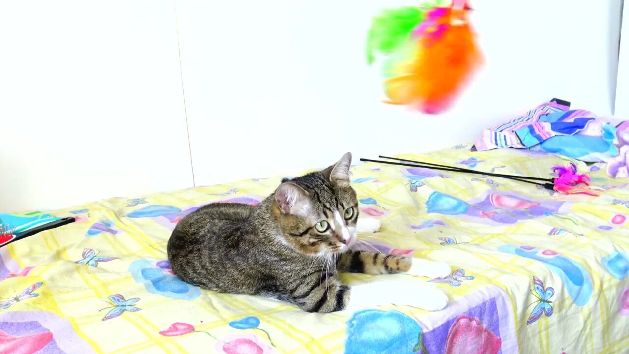 A Very Silly Playful Cat