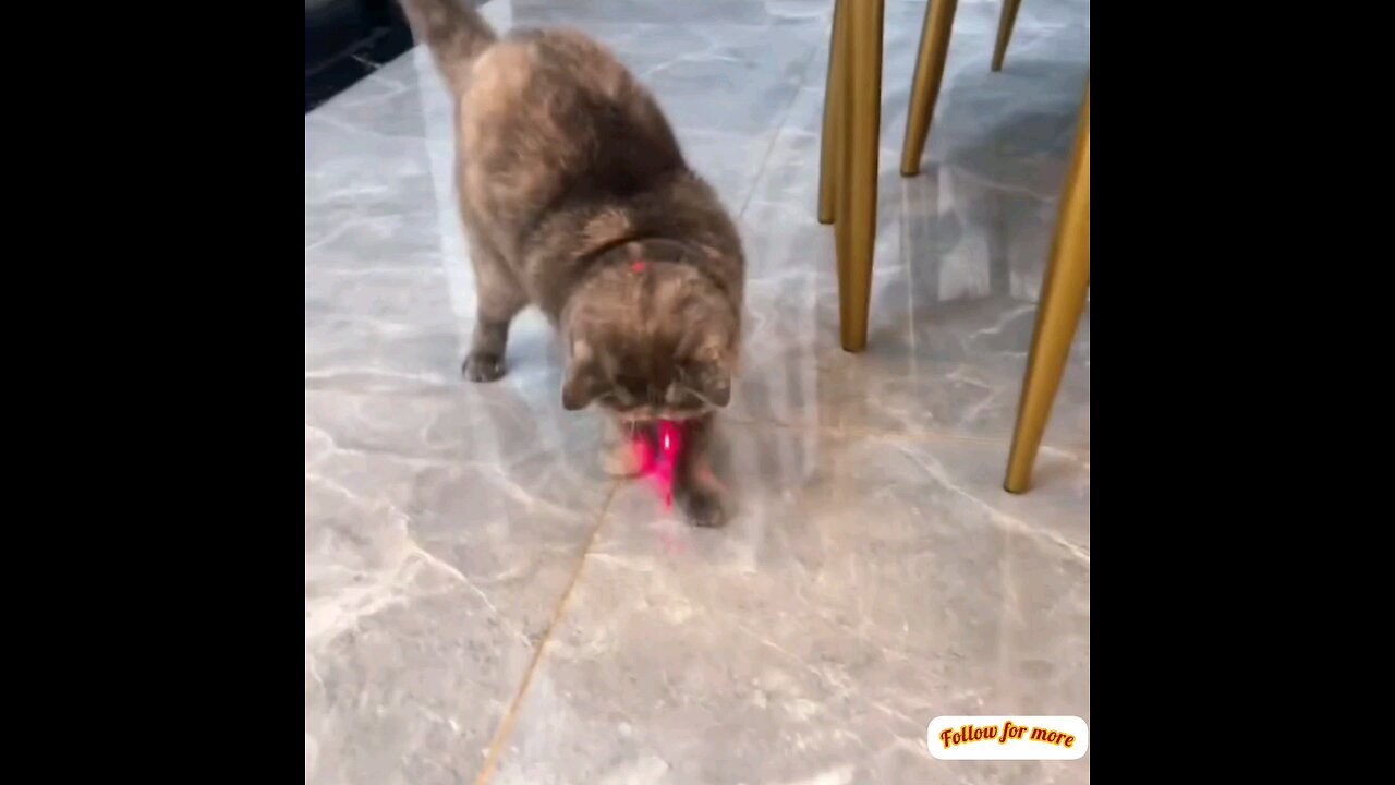 Cat trying hard to catch the ledger light funny moments🤣intresting video