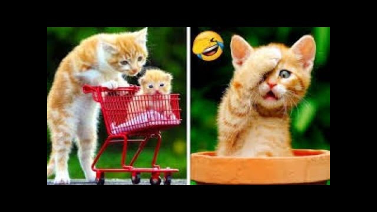 Funny Animal Videos 2022 😂 - Best Dogs And Cats Videos 😺😍