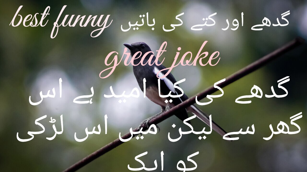Donkey's love
