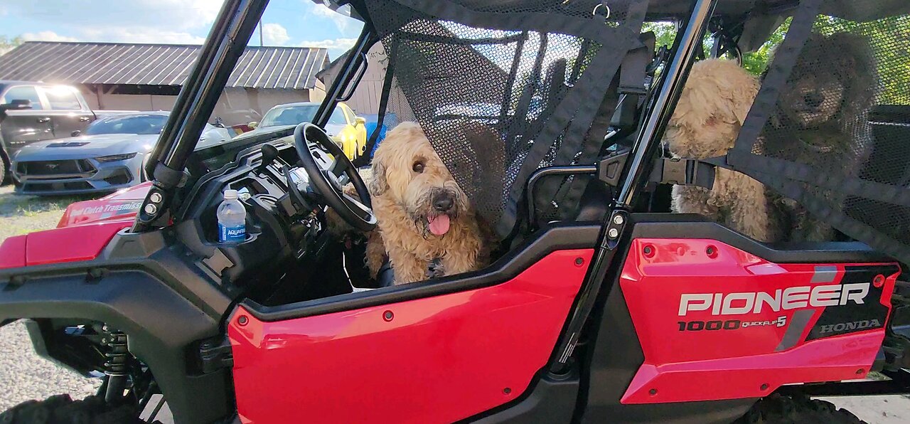 5 DOGS AND A PIONEER ADVENTURES