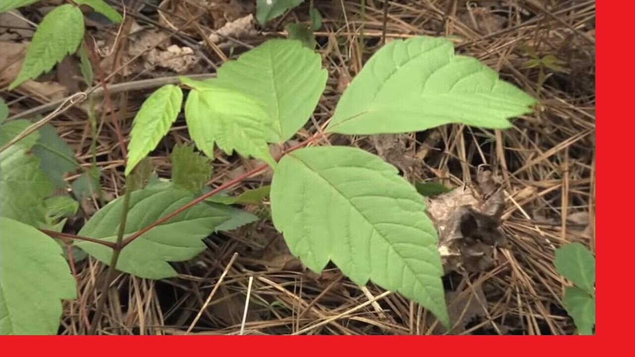 Jewelweed Grows Next to Poison ivy