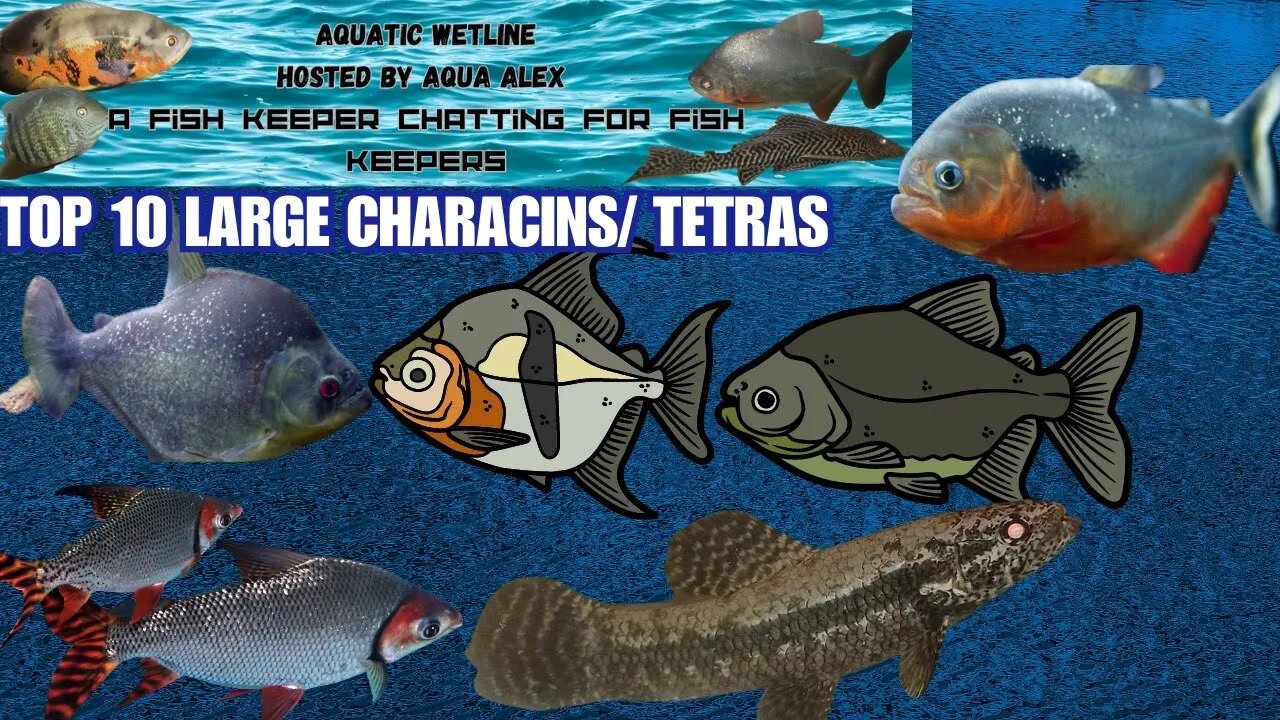 Aquatic Wetline W/ Aqua Alex: Top 10 Large Growing Tetras