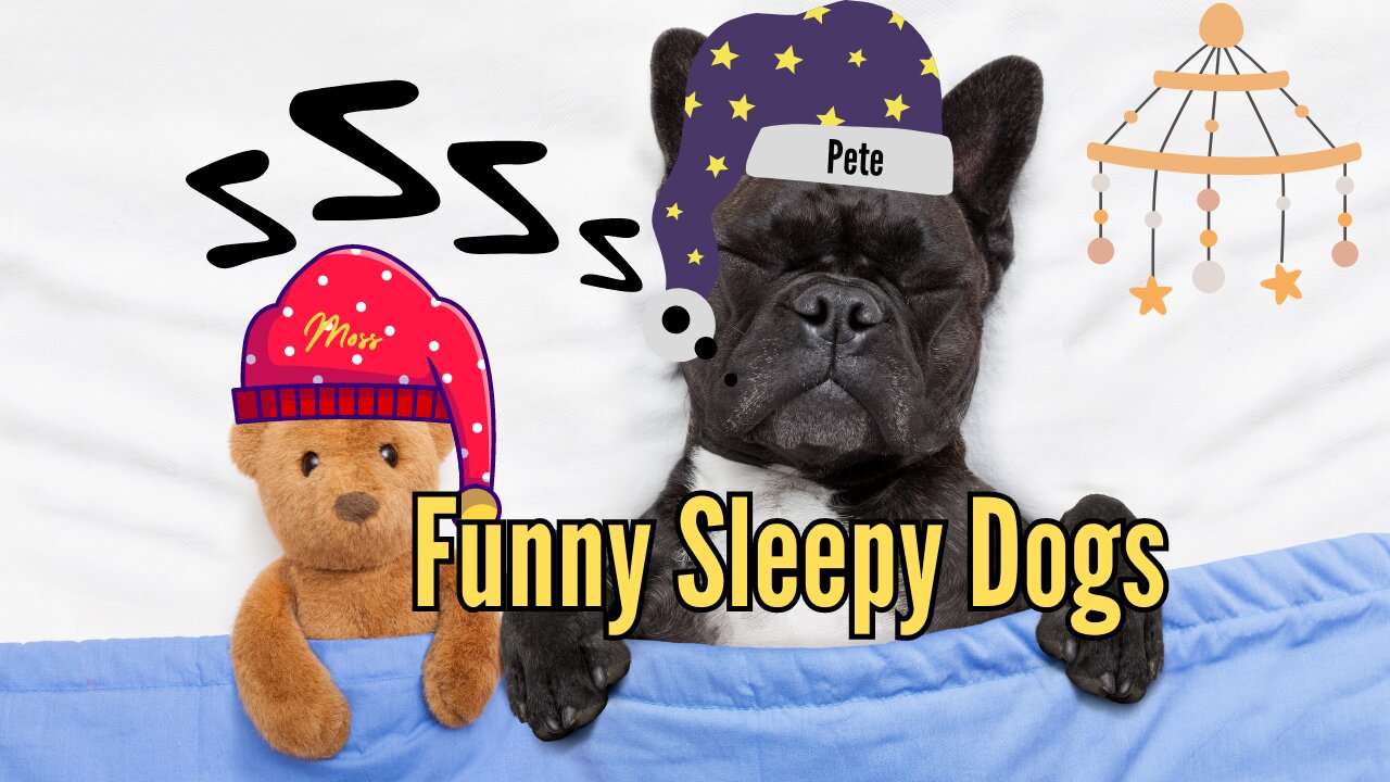 Funny Sleepy Dogs