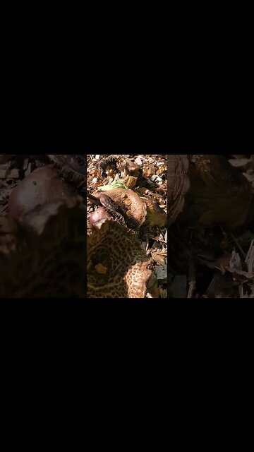 Grow mushrooms in your permaculture food forest!