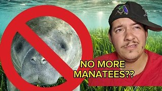 Manatees going extinct??