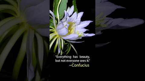 Dragon Fruit flowers blooming at night #viral #gardening #shorts