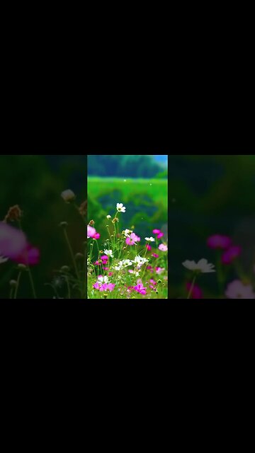 1 Minute Meditation I'M GRATEFUL FOR A WONDERFUL DAY #shorts #youtubeshorts #1minutemeditation