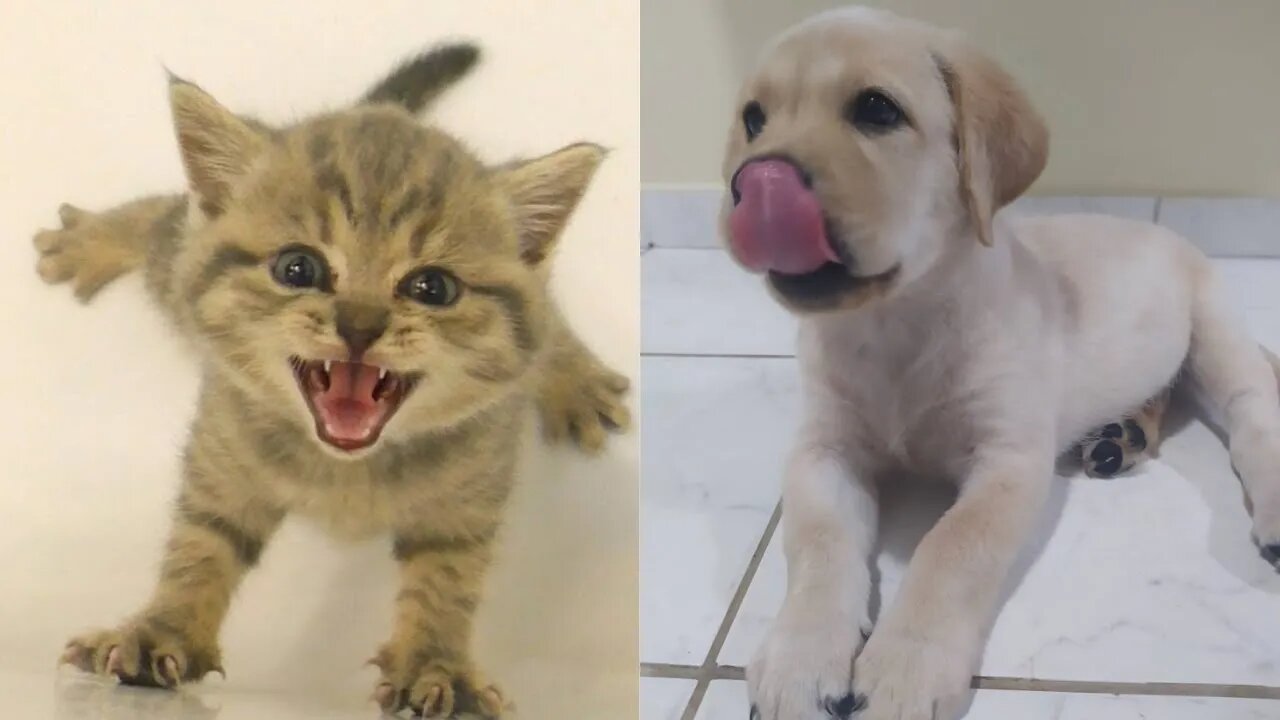 😹🐶😹 Baby Dogs - Cute and Funny Dog & Cat Video 😹🐶😹 (2022) Part - 7