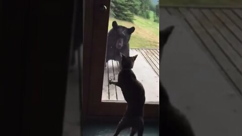 This #cat takes on a #bear #thatscrazy #beastmode #fearless #fyp #catvideos #catviral