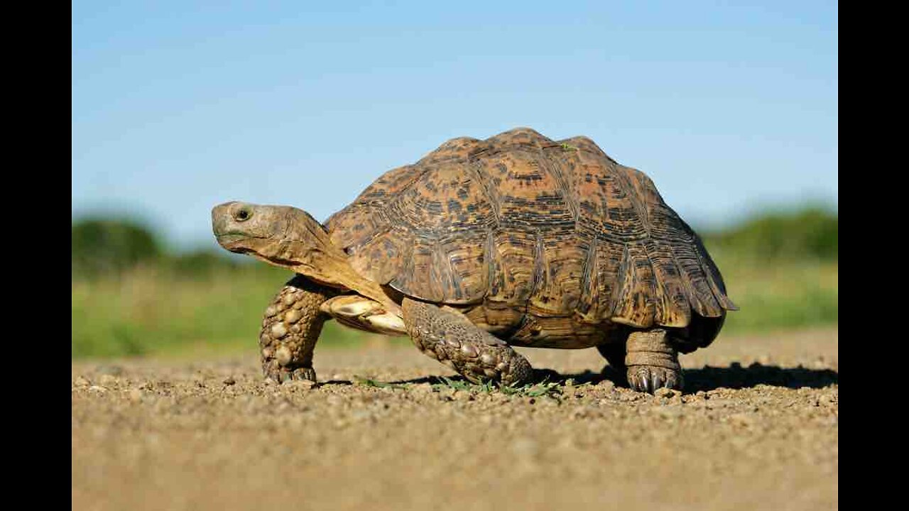 Cute and Beautiful Tortoise