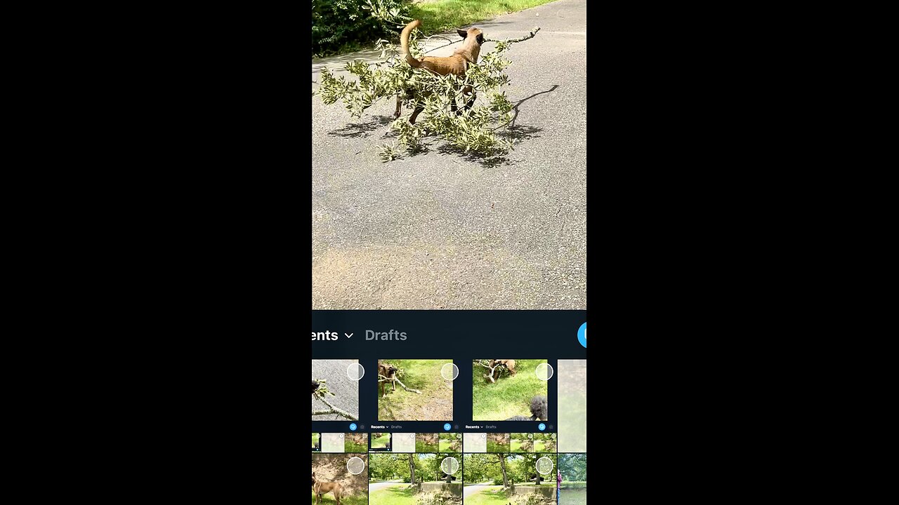 Belgian Malinois dog gets tripped up moving storm debris.🐕😂😂