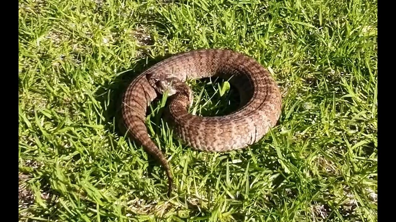 Southern Death Adder Venomous Snake (Acanthophis antarcticus)