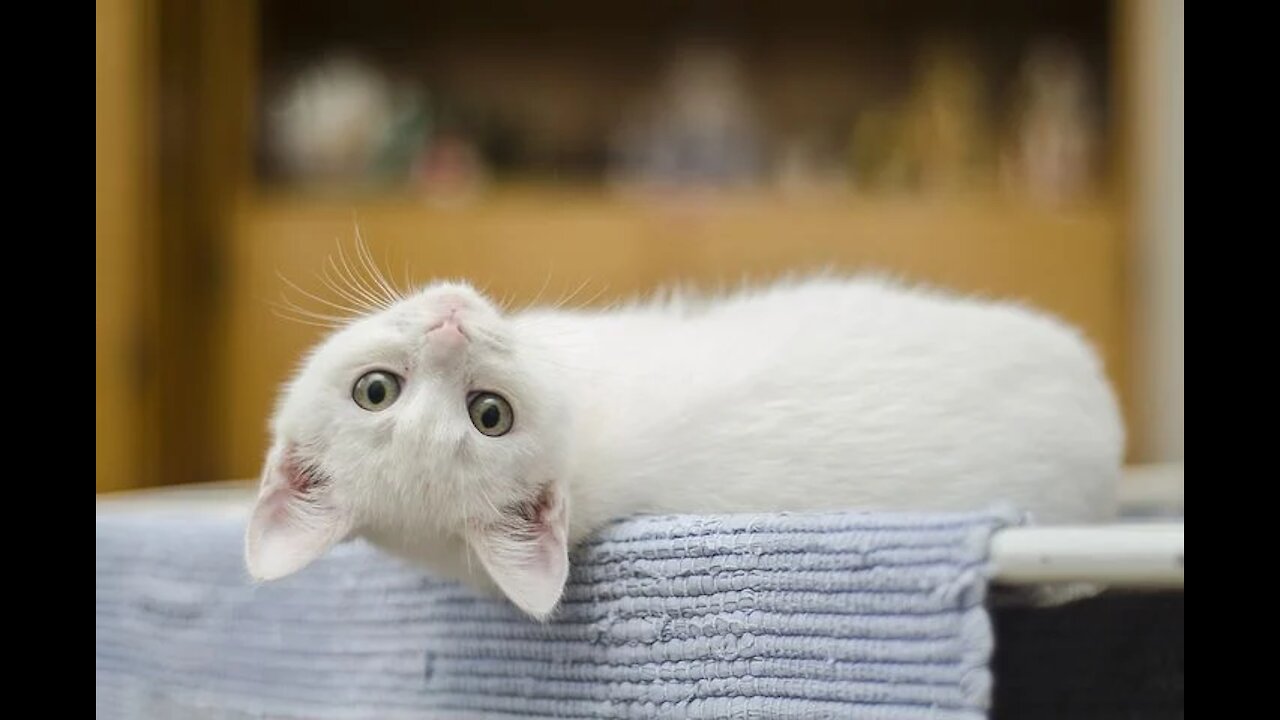 So cute kitten..