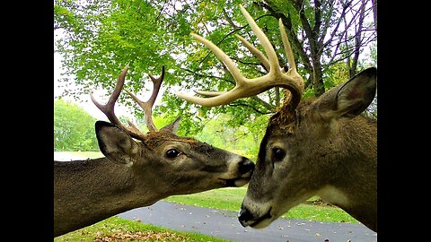 7-Bucks playing "King of the Hill"!