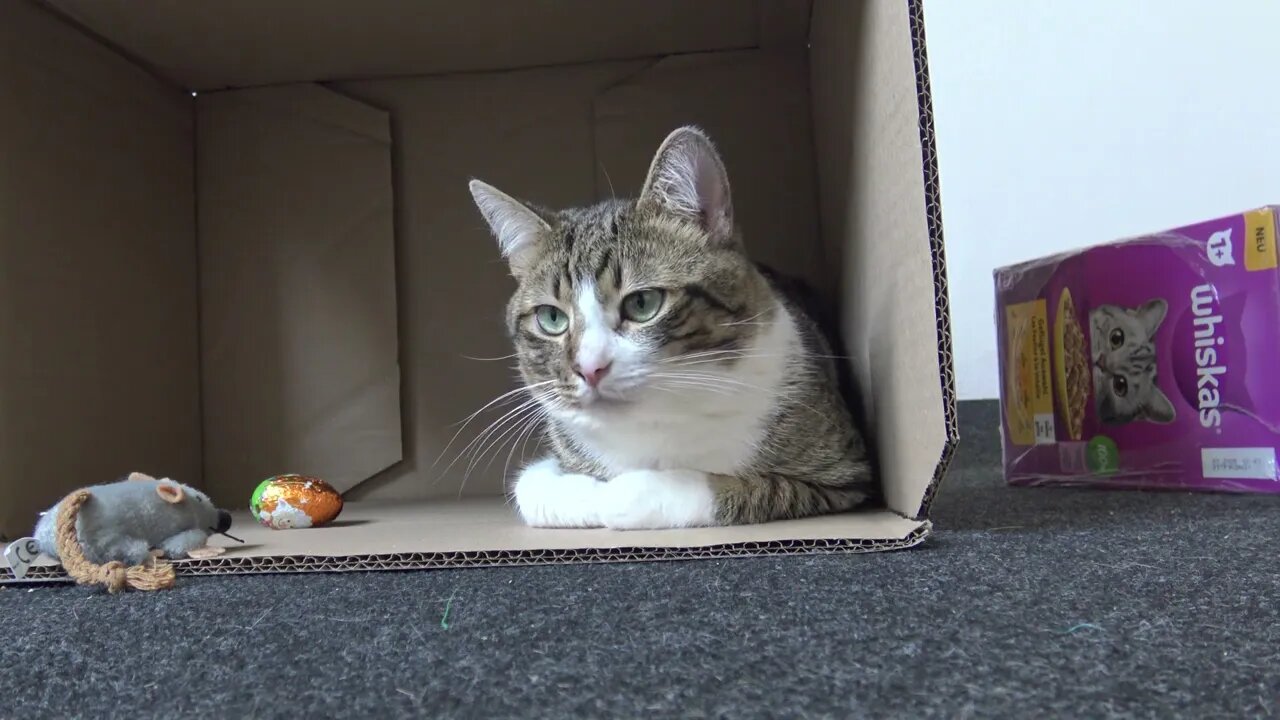 Sleepy Cat Guards an Easter Egg