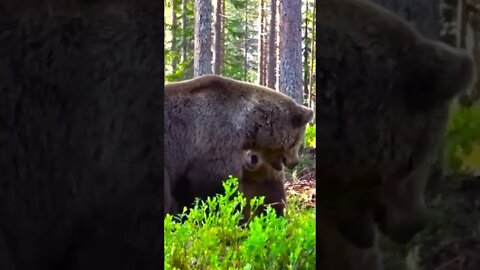 Two bears 🐻 are fighting with each other | #Shorts #Animals #Bear