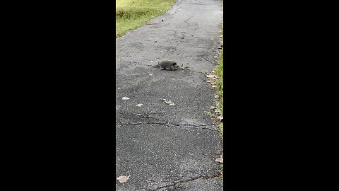 Snapping Turtle On The River Trail