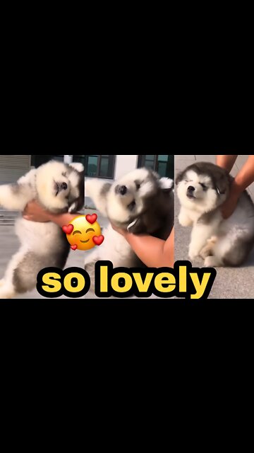 so lovely🐶🥰🥰