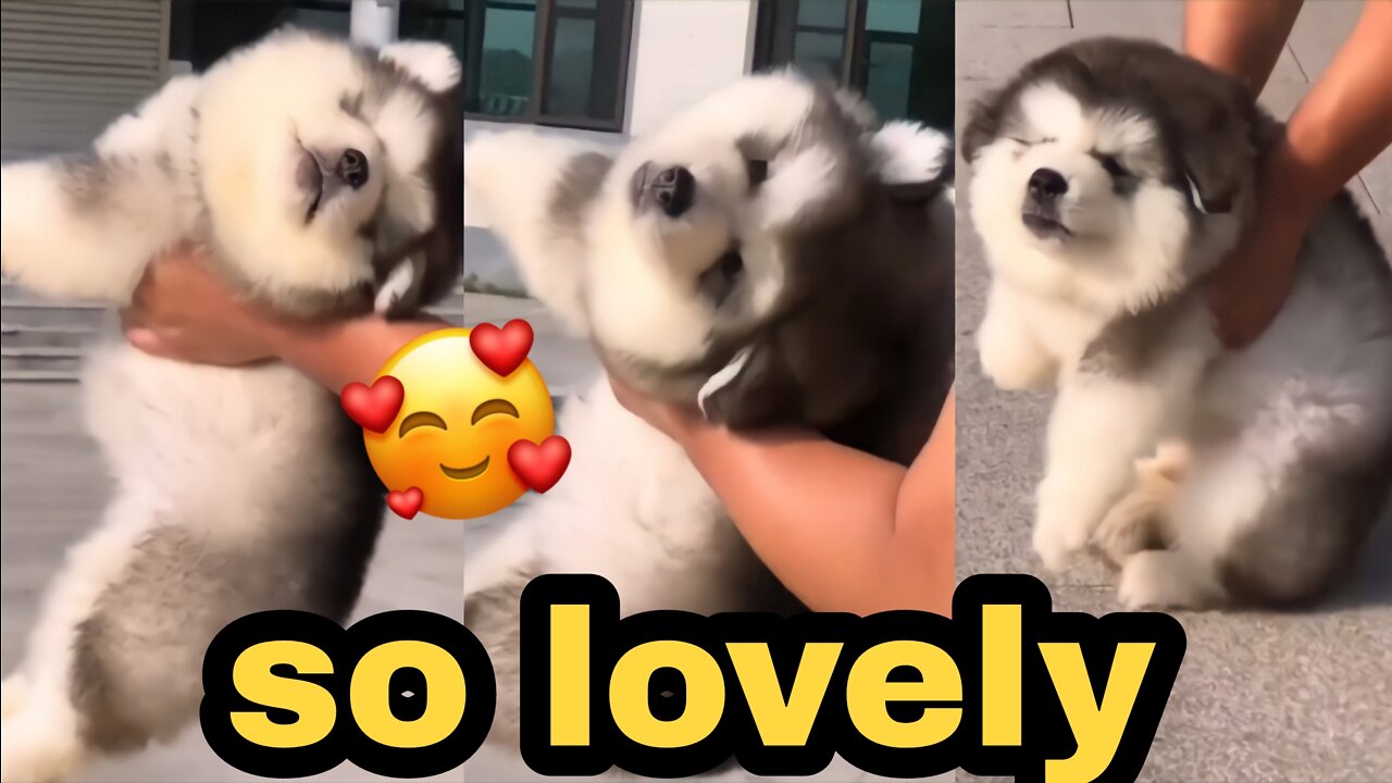 so lovely🐶🥰🥰