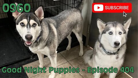 [0960] GOOD NIGHT PUPPIES - EPISODE 404 [#dogs #doggos #doggos #puppies #dogdaycare]