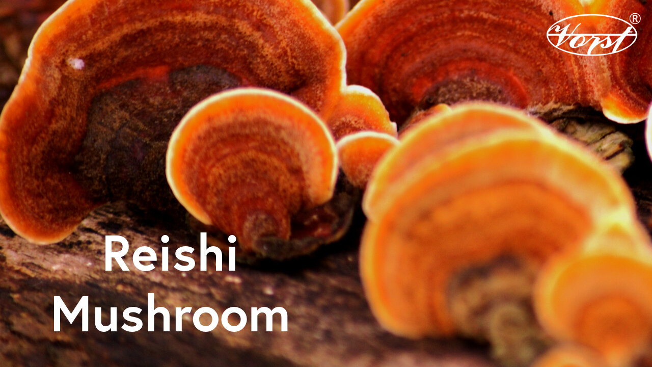 Reishi Mushroom - Anti-aging, Anxiety, and Immune System