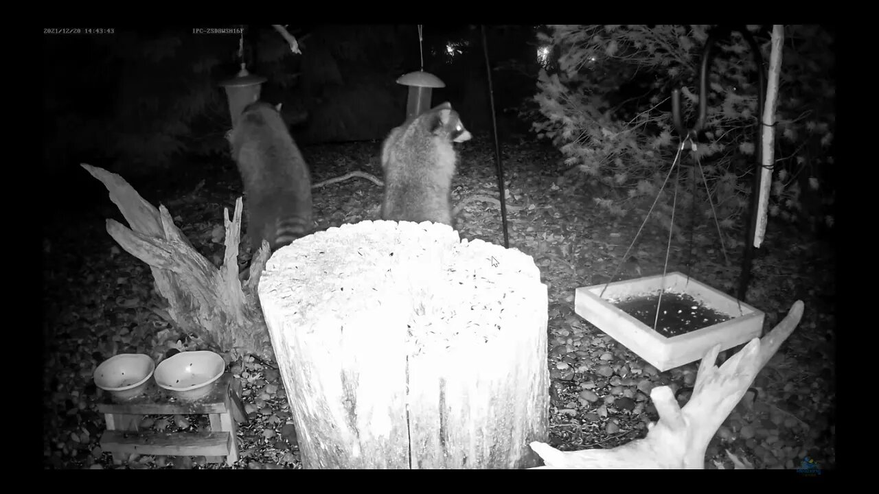 Some Friendly Raccoon Competition at the Feeders